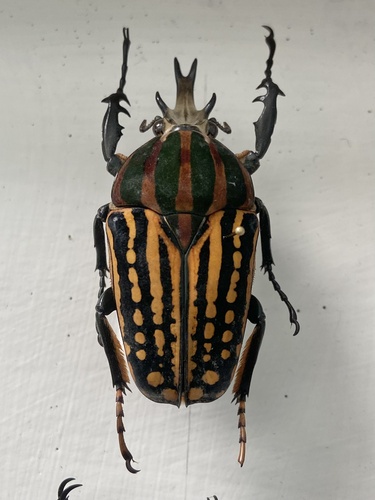 Chelorhinella savagei