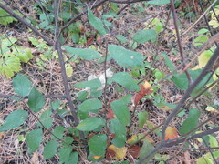 Cotoneaster melanocarpus