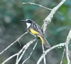 Phylidonyris niger