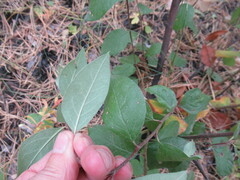 Cotoneaster melanocarpus