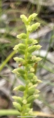 Microtis arenaria
