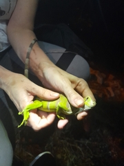 Iguana iguana iguana