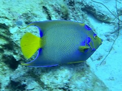 Holacanthus ciliaris