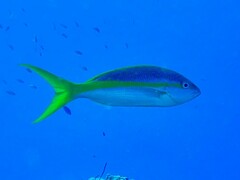 Ocyurus chrysurus
