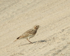 Calandrella brachydactyla