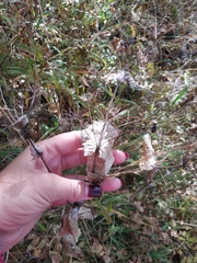 Smyrnium perfoliatum
