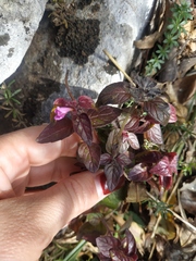 Clinopodium caucasicum