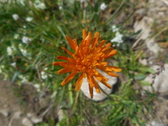 Crepis aurea