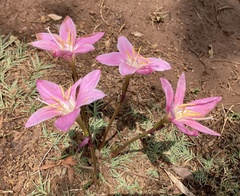 Zephyranthes robusta