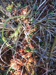 Sphagnum magellanicum