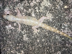 Hemidactylus garnotii
