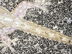 Hemidactylus garnotii