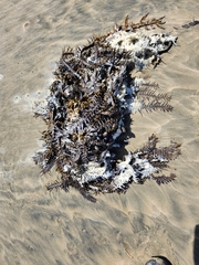 Carpophyllum maschalocarpum