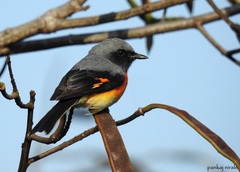 Pericrocotus cinnamomeus