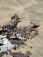 Carpophyllum maschalocarpum