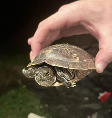 Trachemys stejnegeri