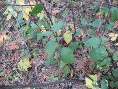 Cotoneaster melanocarpus