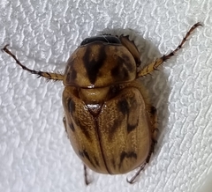 Cyclocephala signaticollis