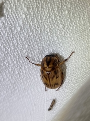 Cyclocephala signaticollis