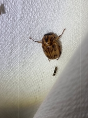 Cyclocephala signaticollis