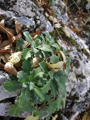 Arabis caucasica