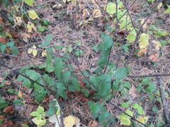 Cotoneaster melanocarpus