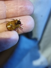 Cyclocephala signaticollis