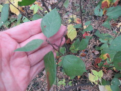 Cotoneaster melanocarpus