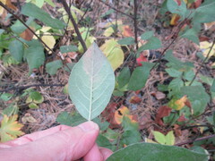 Cotoneaster melanocarpus