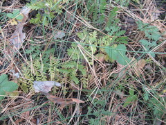 Artemisia tanacetifolia