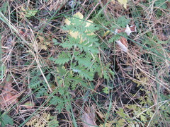 Artemisia tanacetifolia