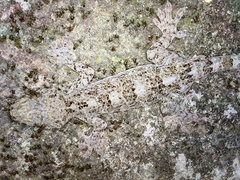 Gekko chinensis