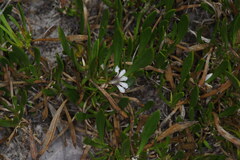 Scaevola repens