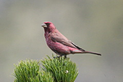 Carpodacus rubicilla