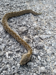 Vipera ammodytes