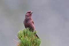 Carpodacus rubicilla