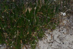 Scaevola repens
