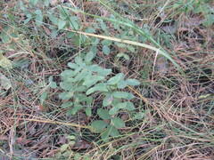 Lathyrus humilis