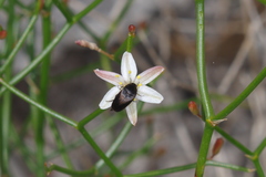 Corynotheca micrantha