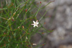 Corynotheca micrantha