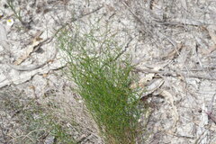 Corynotheca micrantha