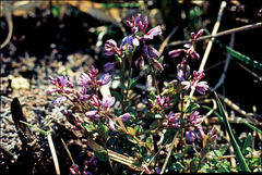 Polygala serpyllifolia