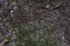 Corynotheca micrantha