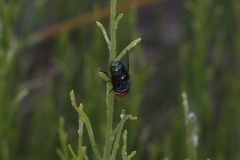 Chrysomya rufifacies
