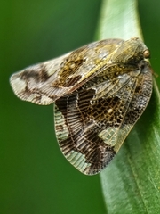 Ricaniidae