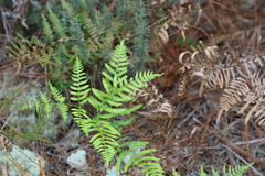 Pteridium aquilinum pseudocaudatum
