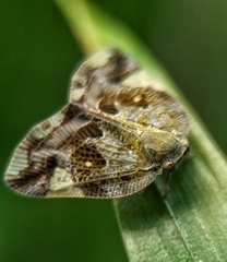 Ricaniidae