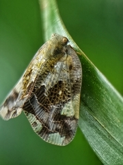 Ricaniidae