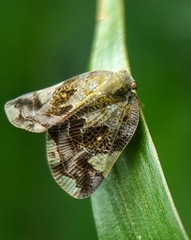 Ricaniidae