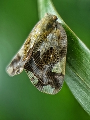Ricaniidae